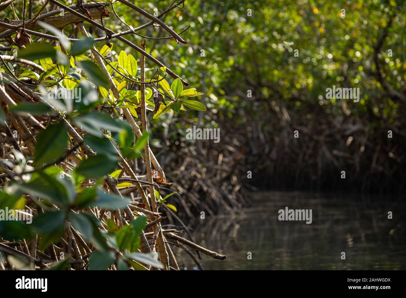 Gambia Mangroven. Green mangrove Bäume im Wald. Gambia. Stockfoto