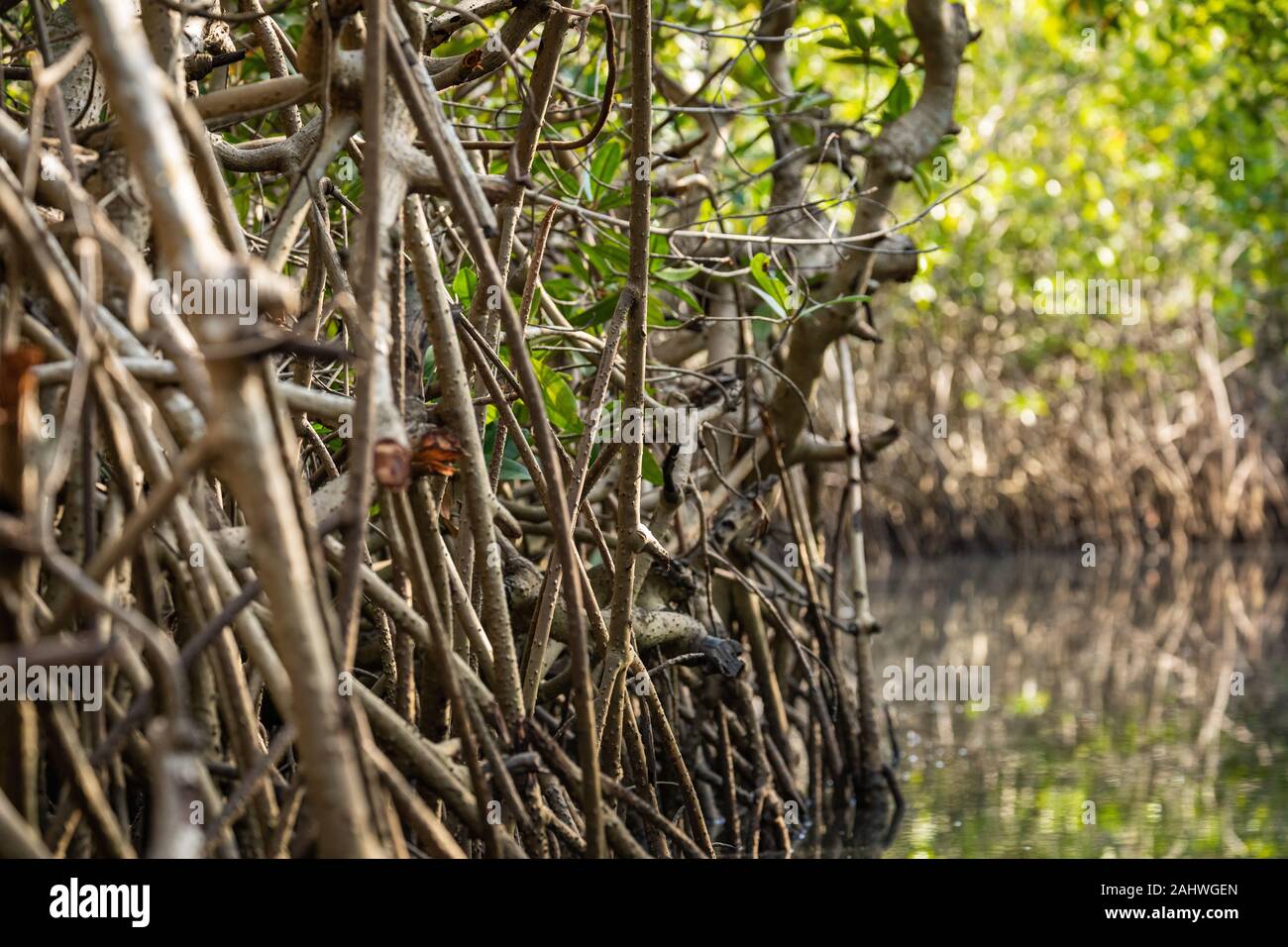 Gambia Mangroven. Green mangrove Bäume im Wald. Gambia. Stockfoto