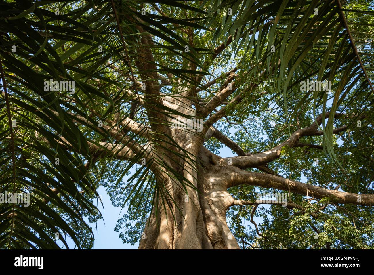 Big Tree in Dschungel in Gambia. Stockfoto