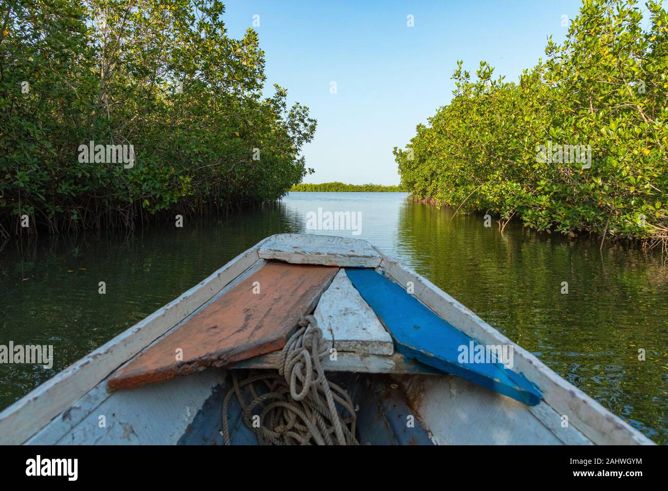 Gambia Mangroven. Traditionelle lange Boot. Green mangrove Bäume im Wald. Gambia. Stockfoto