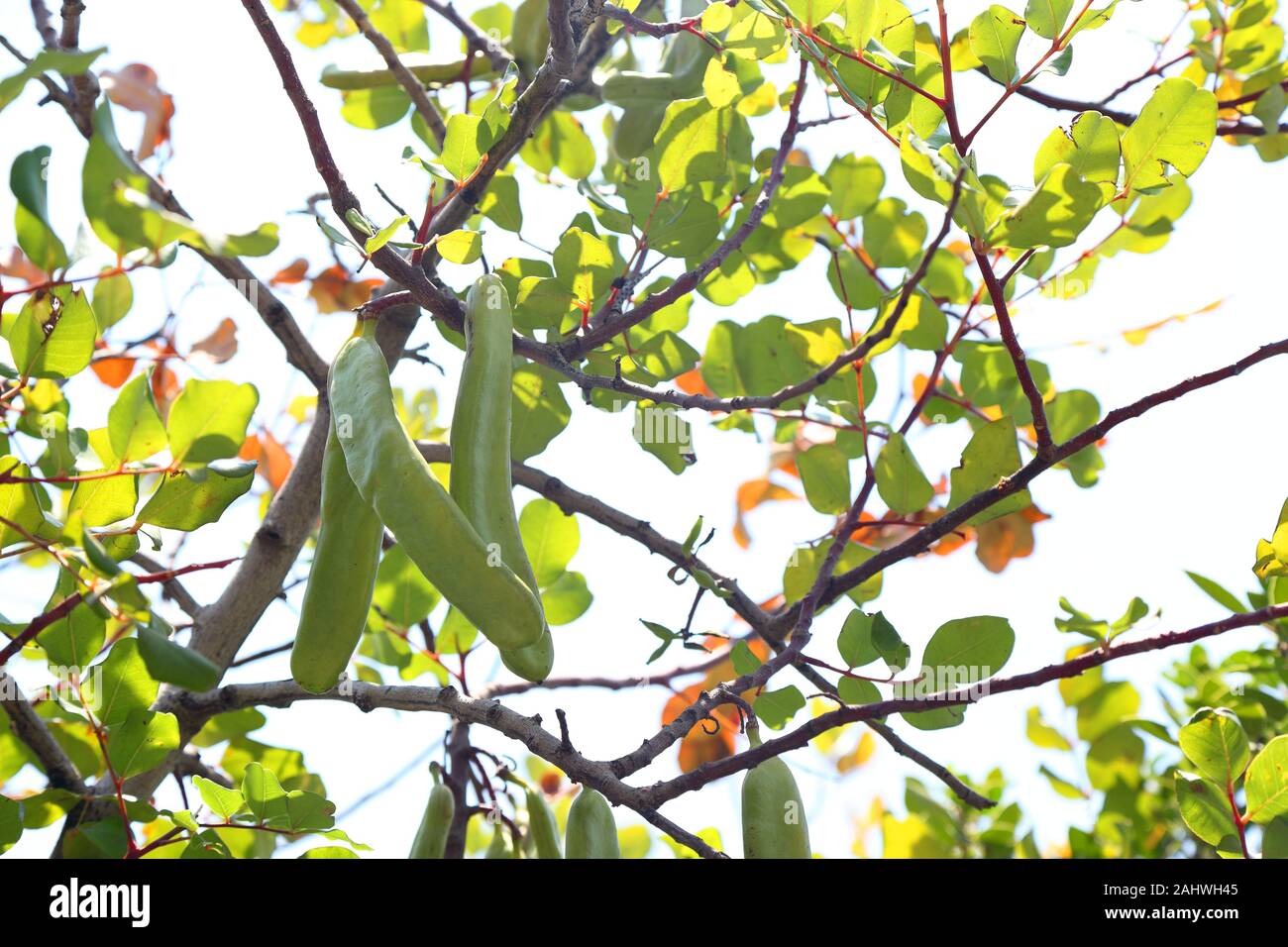 Johannisbrot bean Pods am Baum Stockfoto