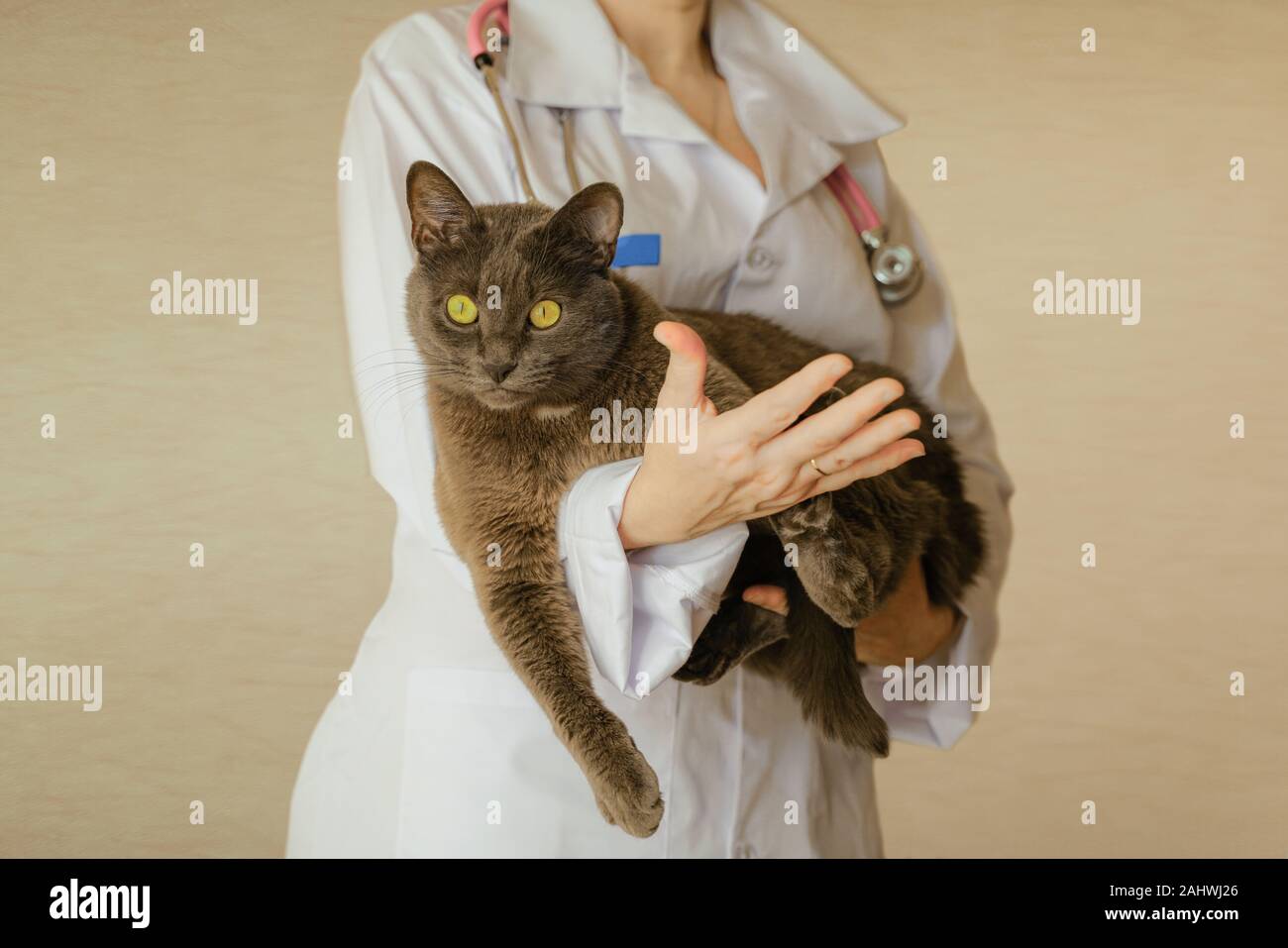 Graue Katze erholt sich gut fühlen und aus der Tierklinik. Er wird gemütlich bei Tierarzt Hände. Die Liebe zur Natur. Bild horizontal Stockfoto