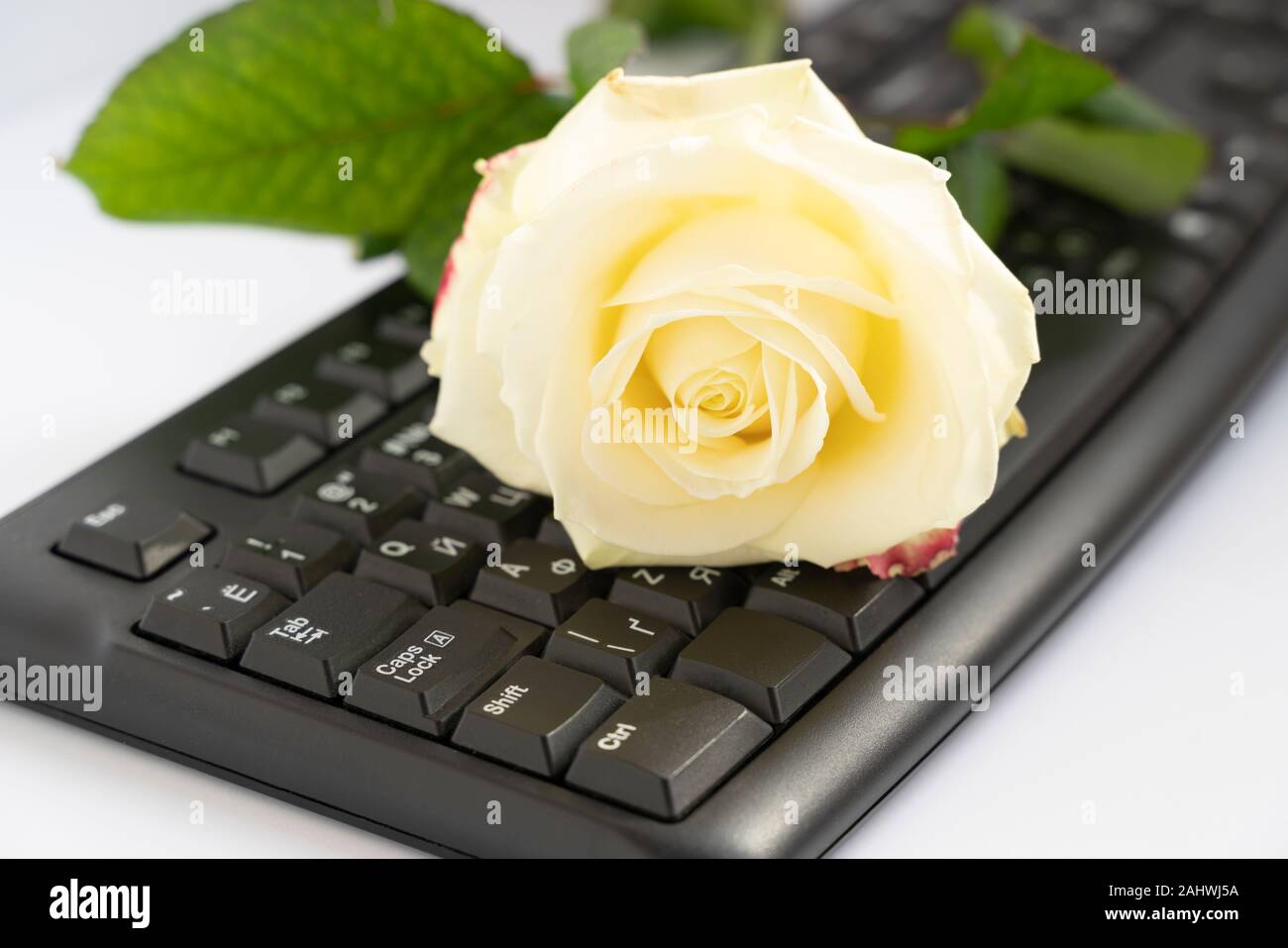 Eine weiße Rose auf Tastatur, schwarz ausgeschnitten auf weißem  Hintergrund. Ein bisschen Romantik im Alltag, Valentine Konzept. Bild  horizontal und Nahaufnahme Stockfotografie - Alamy