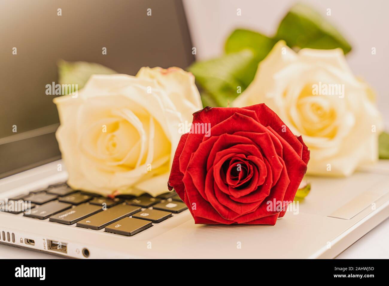 Blumenstrauß aus frische weiße und rote Rosen auf der Tastatur des Laptops auf leicht rosa unterlegt, Valentine, Konzept. Ein bisschen Romantik im Alltag. Horizont Stockfoto