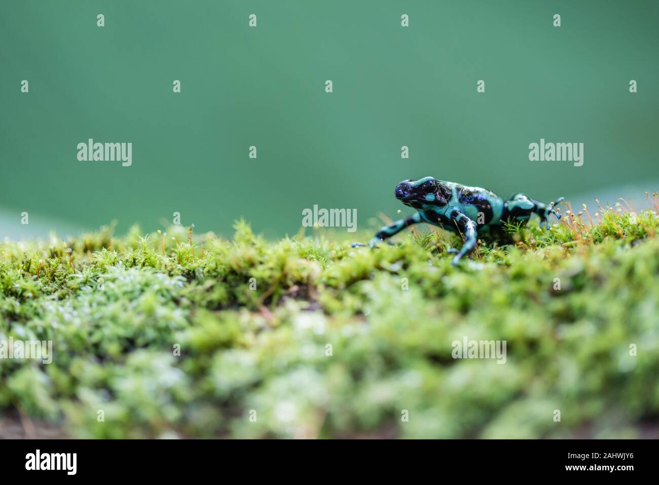 Die grünen und schwarzen Poison dart Frog (Dendrobates auratus) in einer kontrollierten Umgebung. Laguna del Lagarto, Costa Rica. Stockfoto