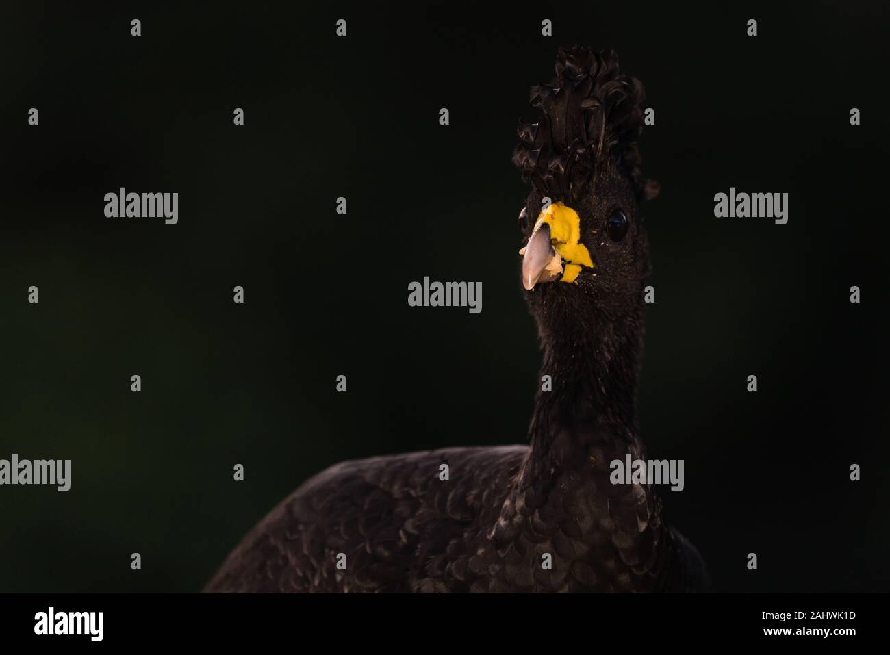 Porträt einer männlichen Great curassow (Crax rubra). Laguna del Lagarto Lodge, Boca Tapada, Costa Rica. Stockfoto