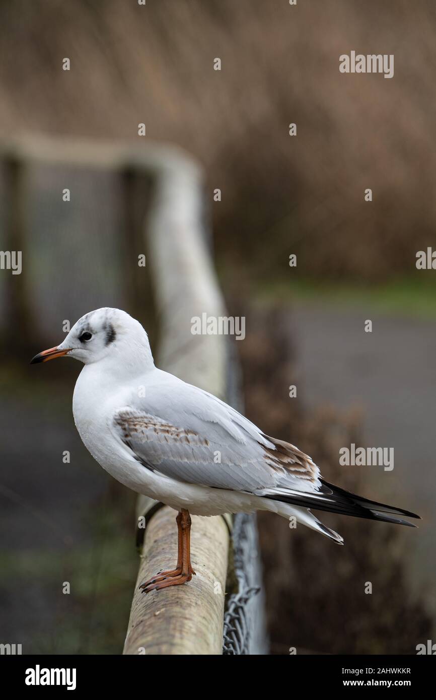 Schwarzköpfige Möwe (Chroicocephalus ridibundus) im Wintergefieder auf einer Zaunschiene Stockfoto