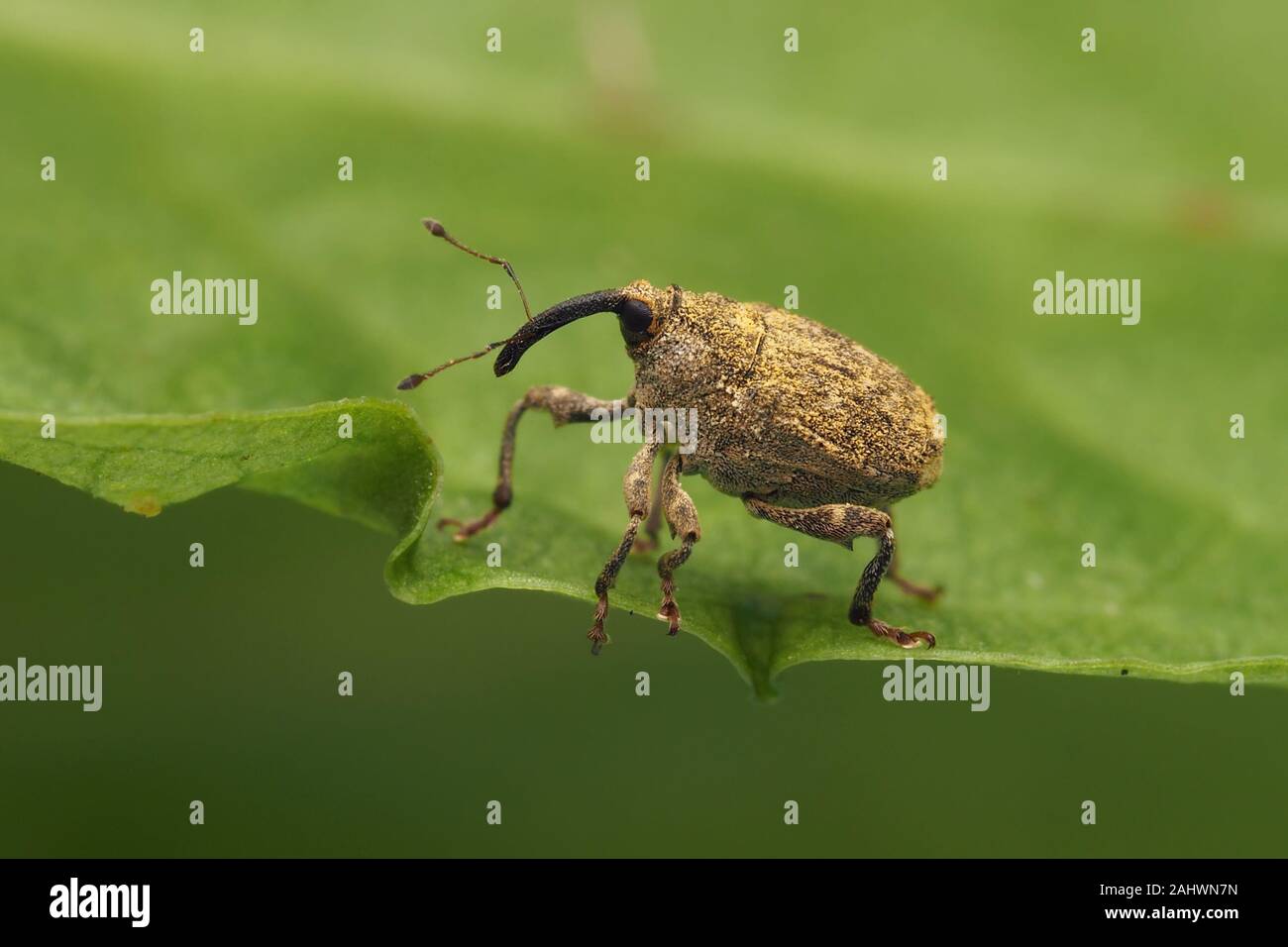 Parethelcus pollinarius Rüsselkäfer thront auf Pflanze Blatt. Tipperary, Irland Stockfoto