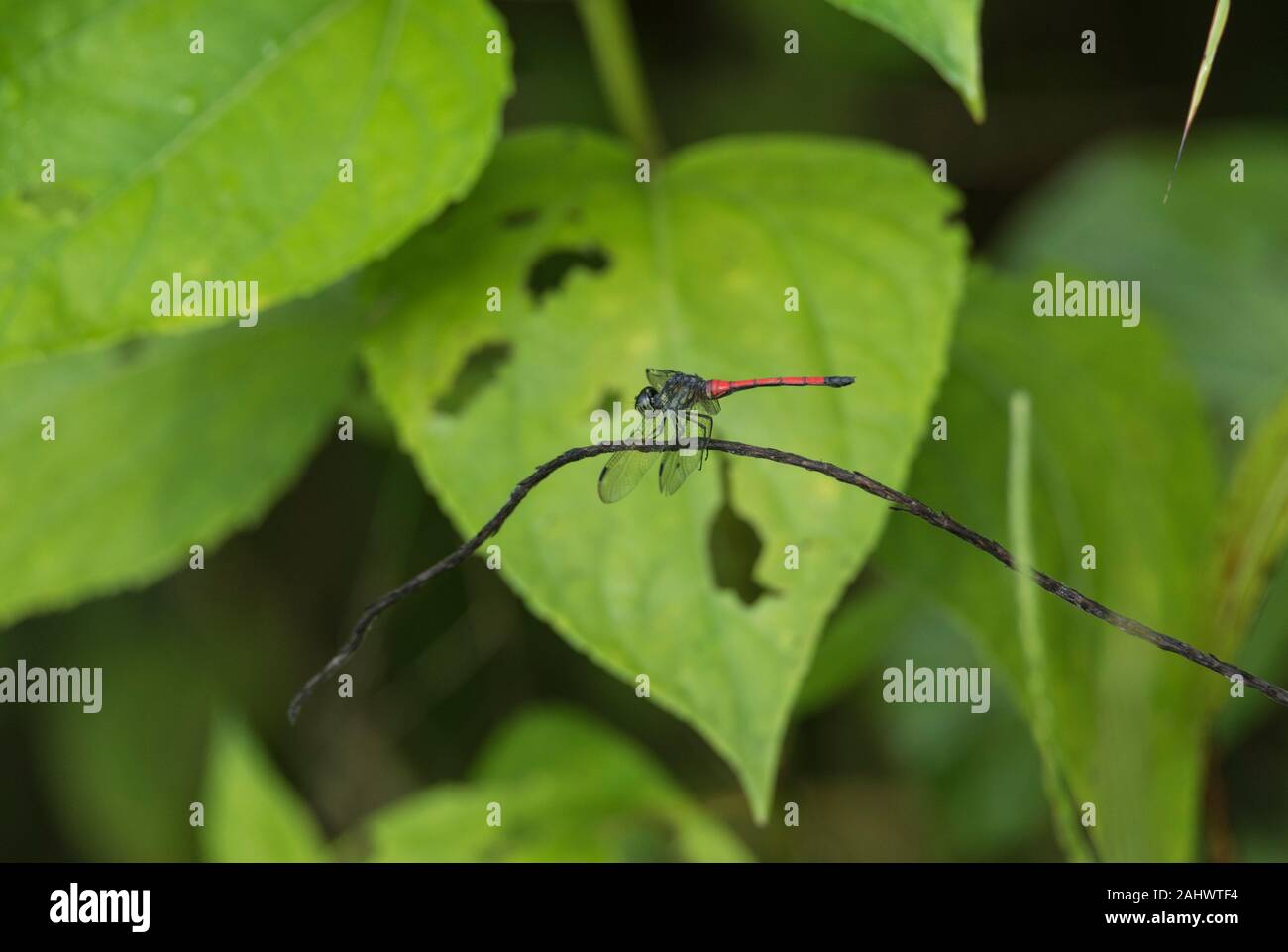 Dragonfly Ruhestätte (Agrionoptera insignis Imilis) Stockfoto