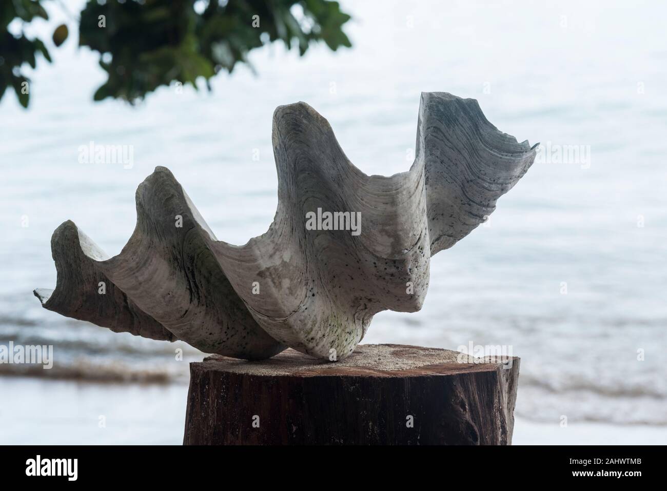 Giant Clam Shell ( Stockfoto