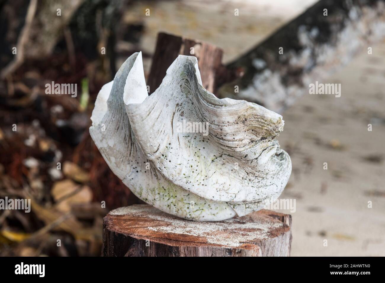 Riesenmuschel (Tridacna sp) Stockfoto