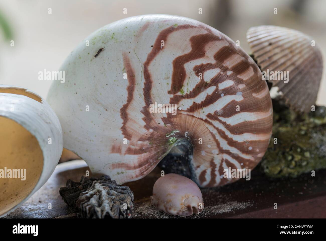 Chambered Nautilus (Nautilus pompilius) Shell Stockfoto