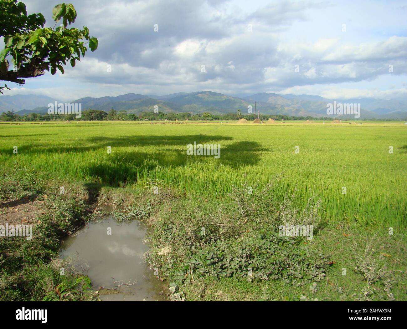 Reisfelder in den fruchtbaren Ebenen der Insel Mindoro, Philippinen Stockfoto