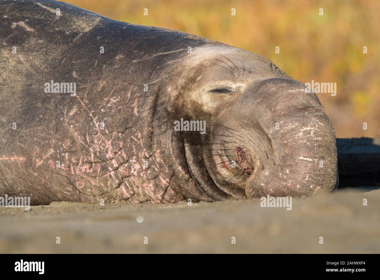 Bull Elephant Seal Point Reyes, Kalifornien Stockfoto