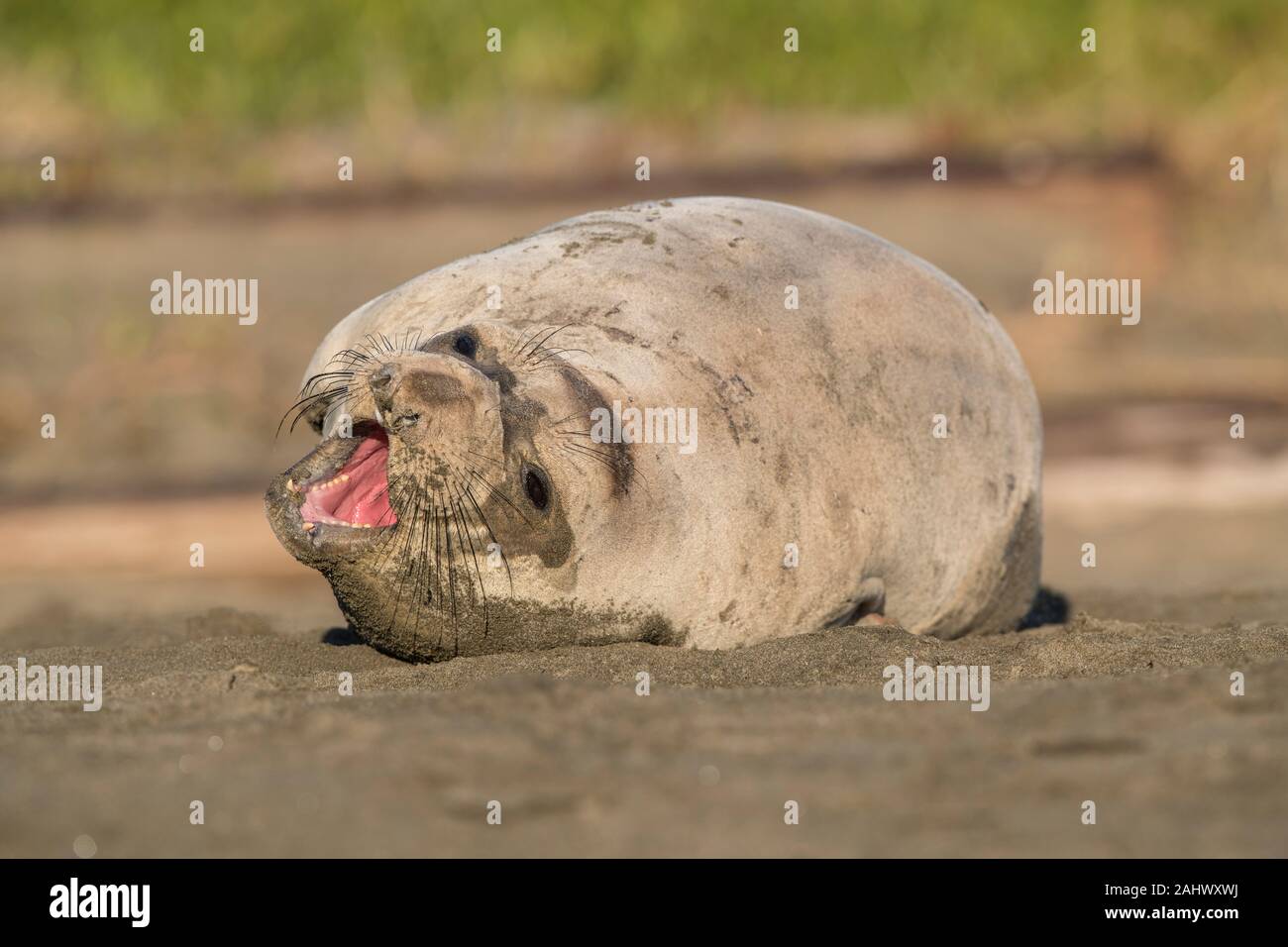 Weibliche elephant Seal Point Reyes, Kalifornien Stockfoto