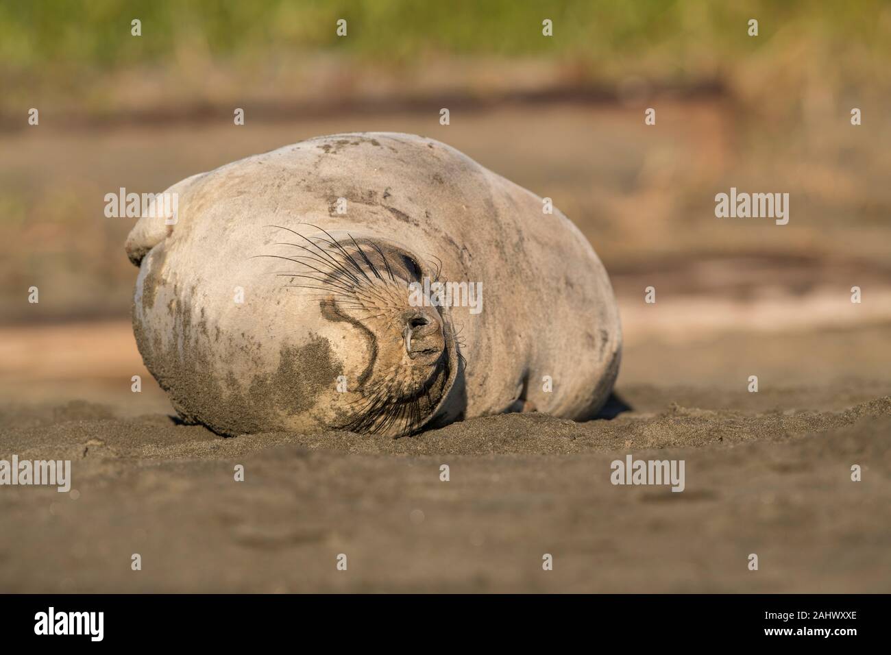 Weibliche elephant Seal Point Reyes, Kalifornien Stockfoto