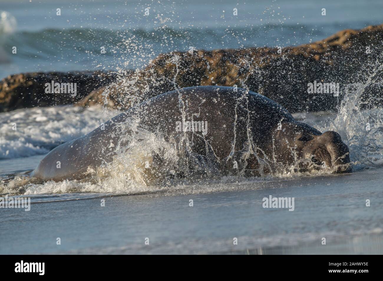 Bull Elephant Seal Point Reyes, Kalifornien Stockfoto