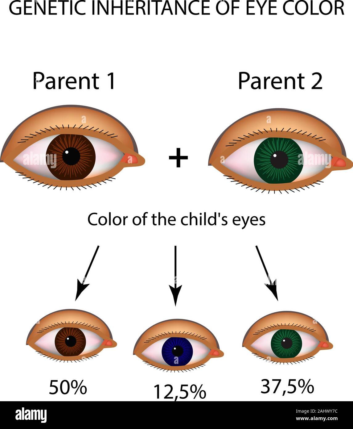 Genetische Vererbung der Augenfarbe. Braun, Blau, grüne Augen. Infografiken. Vector Illustration auf isolierte Hintergrund Stock Vektor