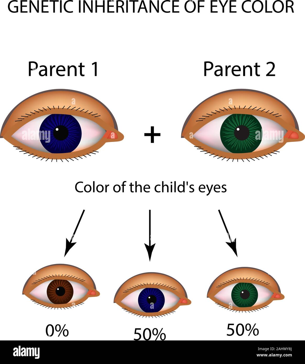 Genetische Vererbung der Augenfarbe. Braun, Blau, grüne Augen. Infografiken. Vector Illustration auf isolierte Hintergrund Stock Vektor