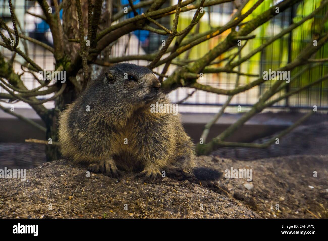 Alpine Murmeltier, eine wilde Eichhörnchen aus den Alpen Europas, Nagetier specie Stockfoto