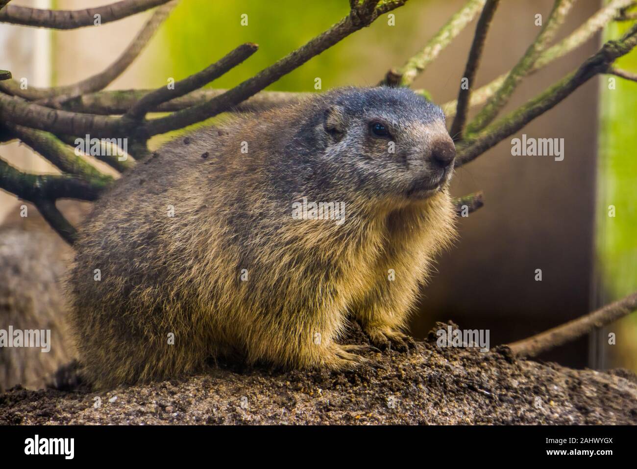Schöne Nahaufnahme Portrait eines alpine Marmot, wilde Eichhörnchen specie aus den Alpen Europas Stockfoto