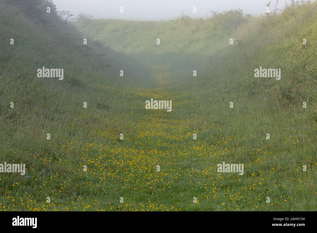 Blumige Kreide Grünland zwischen den Wällen Badbury Ringe, ein Bügeleisen Alter Hill Fort, Dorset. Stockfoto