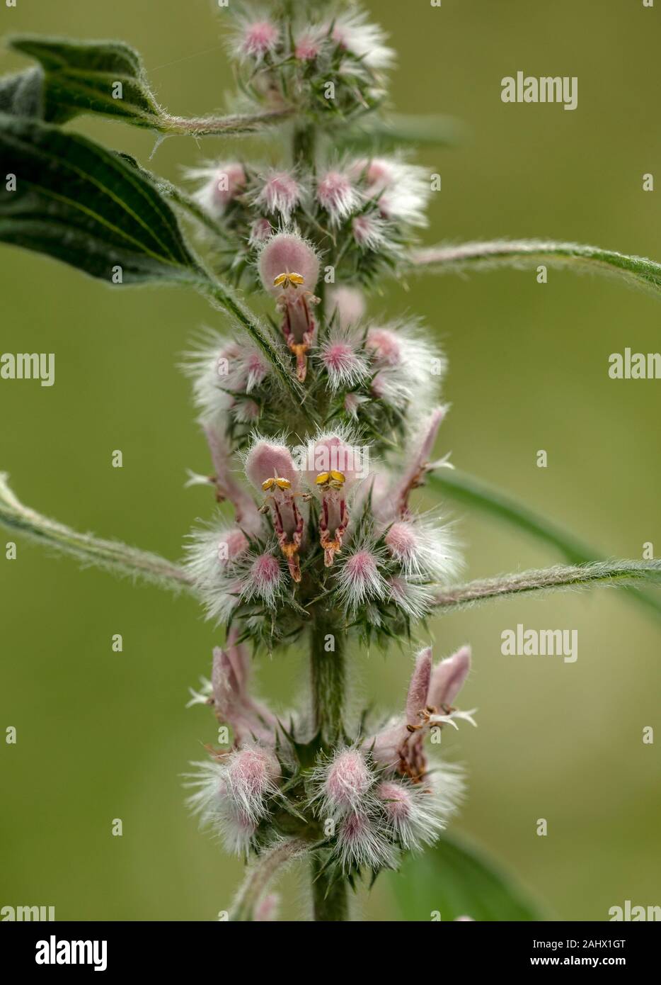 Motherwort, Leonurus cardiaca in Blüte im Sommer. Stockfoto