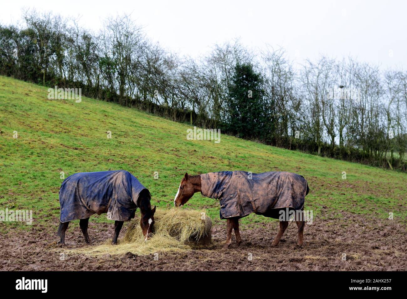 Pferde in ein schlammiges Feld in Herefordshire Stockfoto