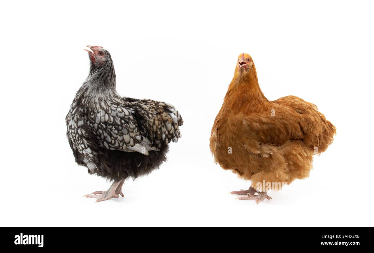 Buff und eine schwarz-weiße orpington Henne im Studio posing Stockfoto