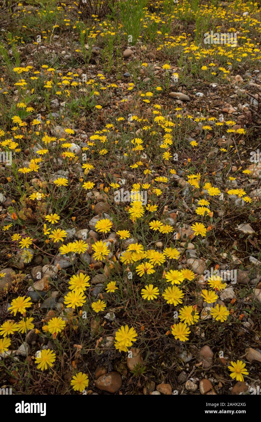 Herbst hawkbit, Scorzoneroides autumnalis, in der Blume en masse auf Kies, Suffolk. Stockfoto