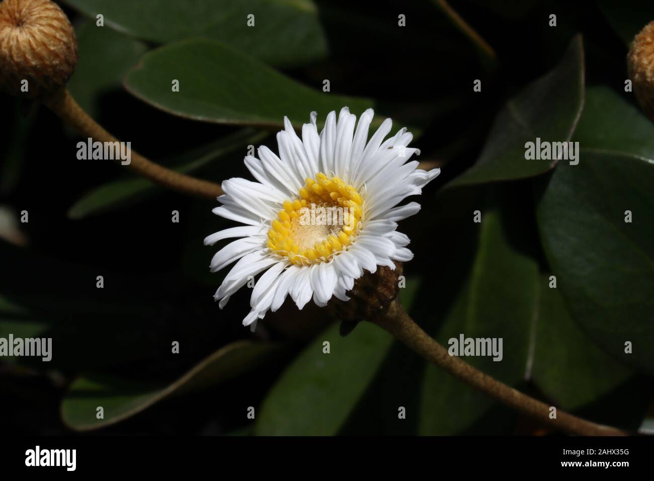 Pachystegia Rufa ist eine niedrig wachsende Verbreitung Strauch, native nach Neuseeland gefunden wächst an felsigen Hängen und Küsten Situationen in Marlborough. Stockfoto
