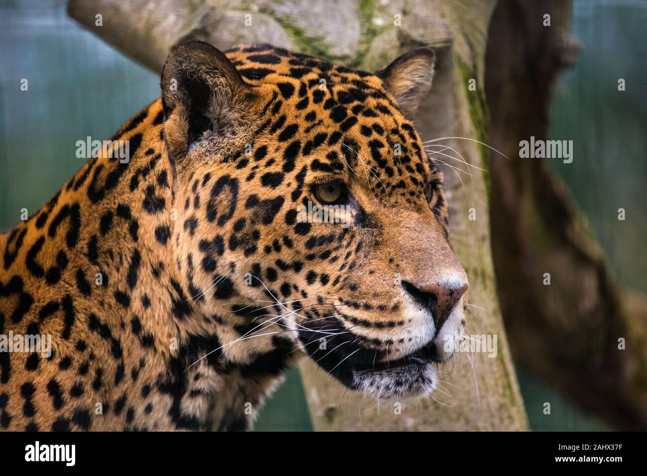 Ein Foto von einem Captive Jaguar im Zoo bei der Fütterung. Stockfoto