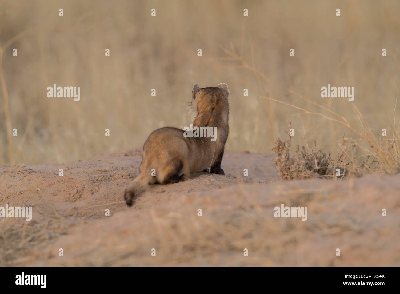 Wild Schwarz-füßiges Frettchen in Utah Stockfoto