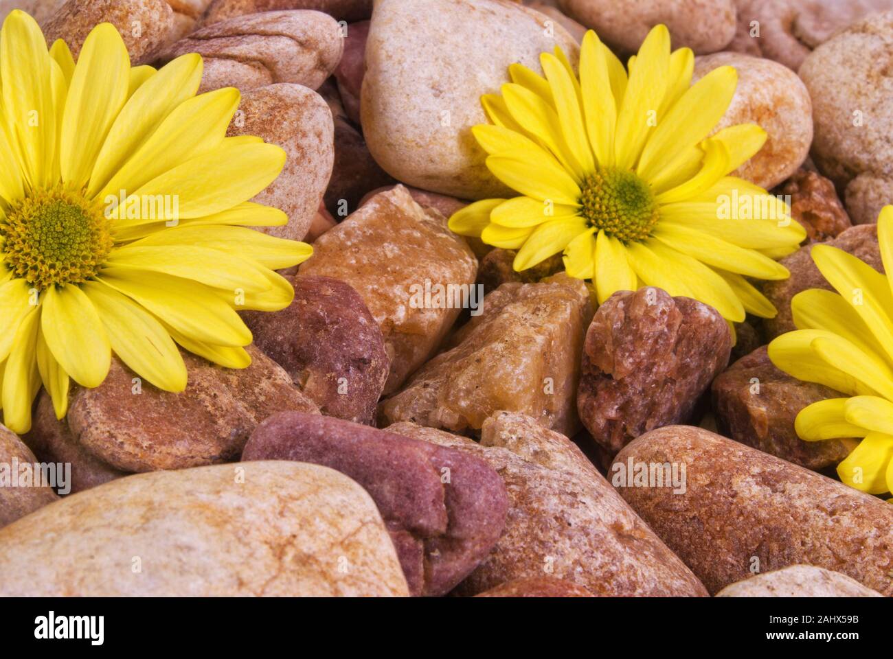 Frisch gelb Gänseblümchen auf einem Bett von Nass River Rocks. Die Blüten sind in der Regen fällt. Stockfoto