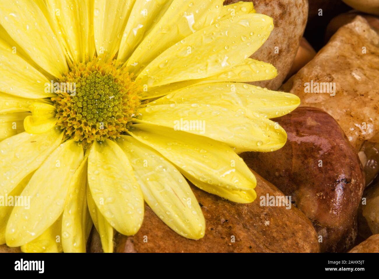 Frisch gelb daisy flower in regen Tropfen auf einem Bett von Nass river Felsen bedeckt. Stockfoto