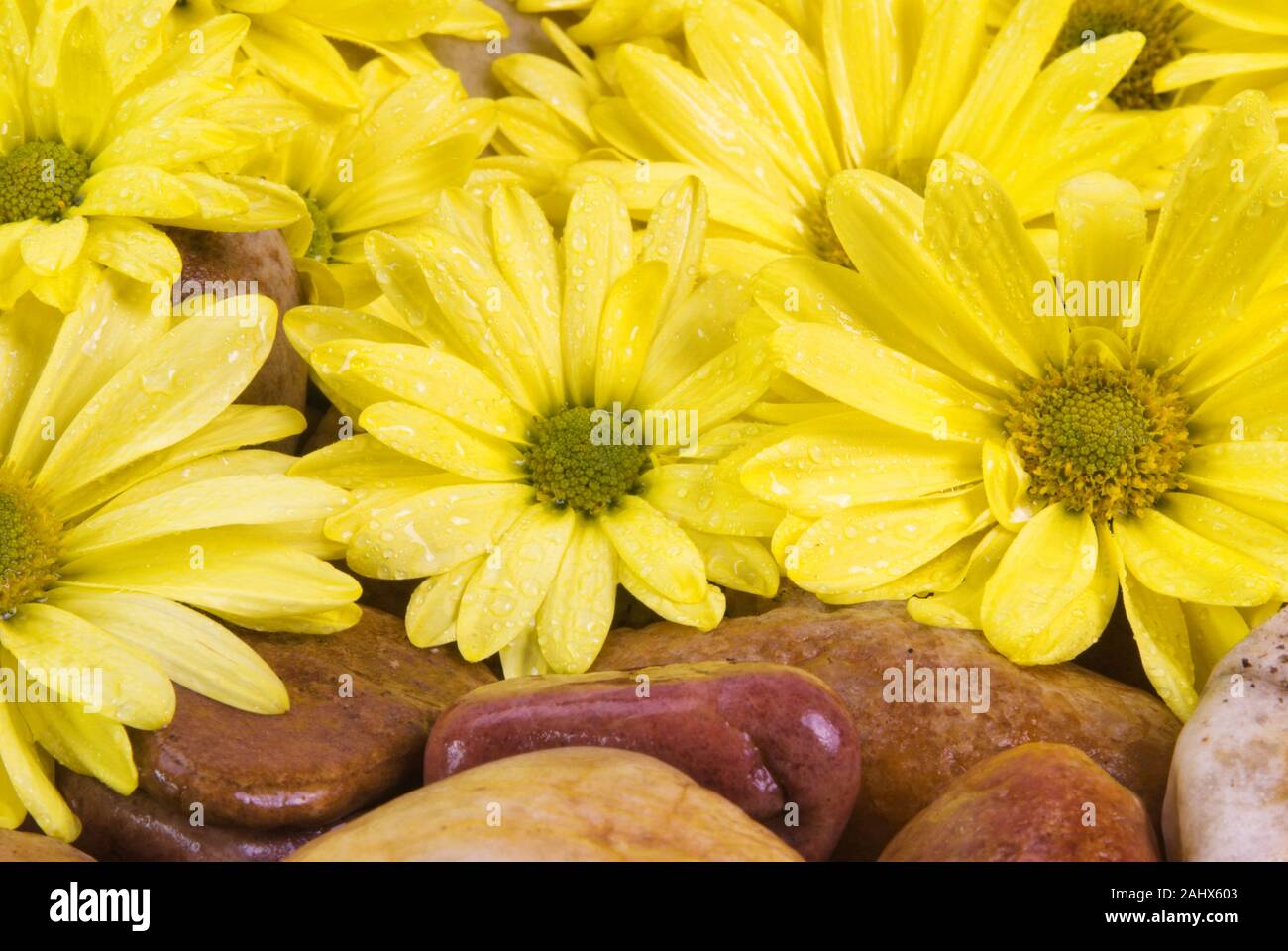 Frisch gelb Gerbera daisy flowers auf glatten und nassen Felsen in den Fluss Regen fällt. Stockfoto