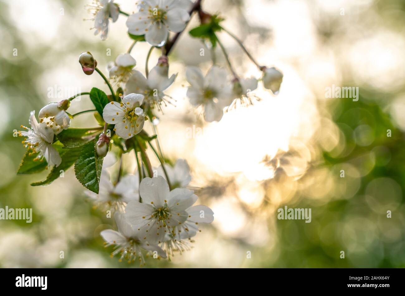 Frühling, blühende Gärten, Aprikose Blume, Blumen close-up in Regentropfen auf dem Hintergrund der Sonneneinstrahlung Stockfoto