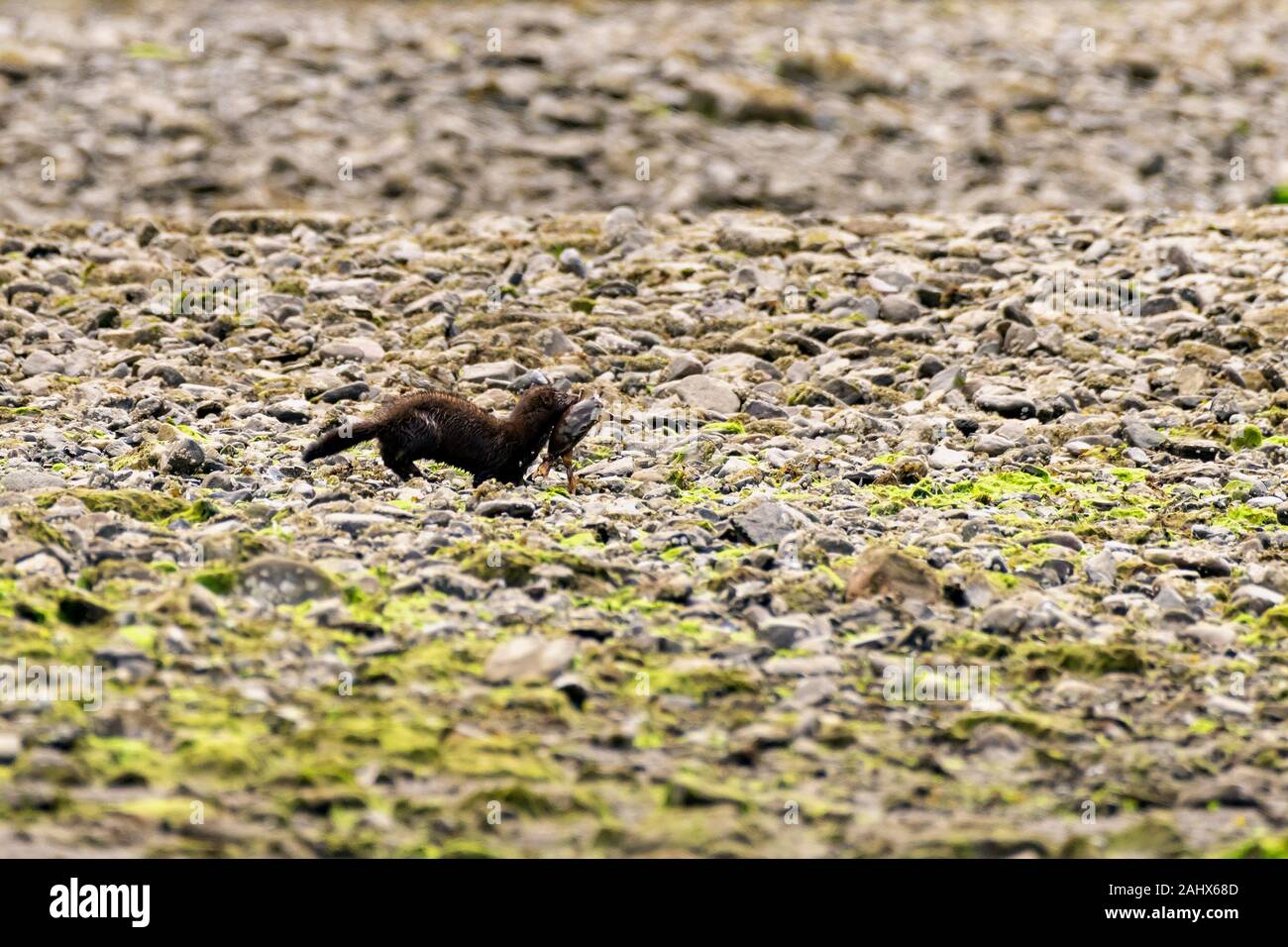 Mink mit Dungeness Crab, Khutzeymateen Grizzly Sanctuary, British Columbia Stockfoto