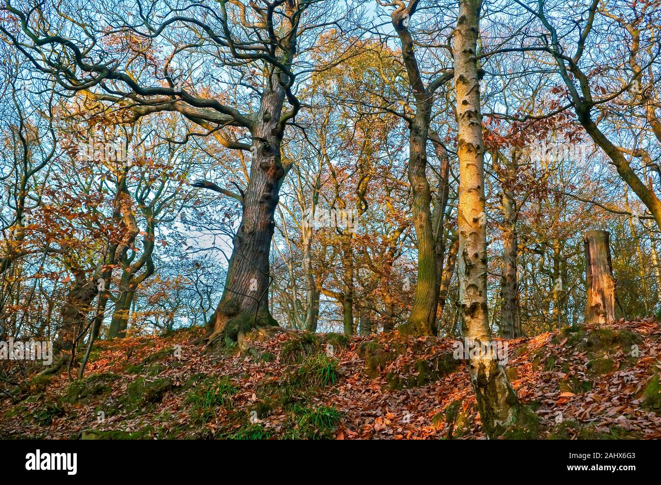 Silberbirke und andere Bäume in Ryecroft Glen in Ecclesall Woods, uralter Wald in Sheffield, am späten Nachmittag Herbstsonne mit blauem Himmel Stockfoto