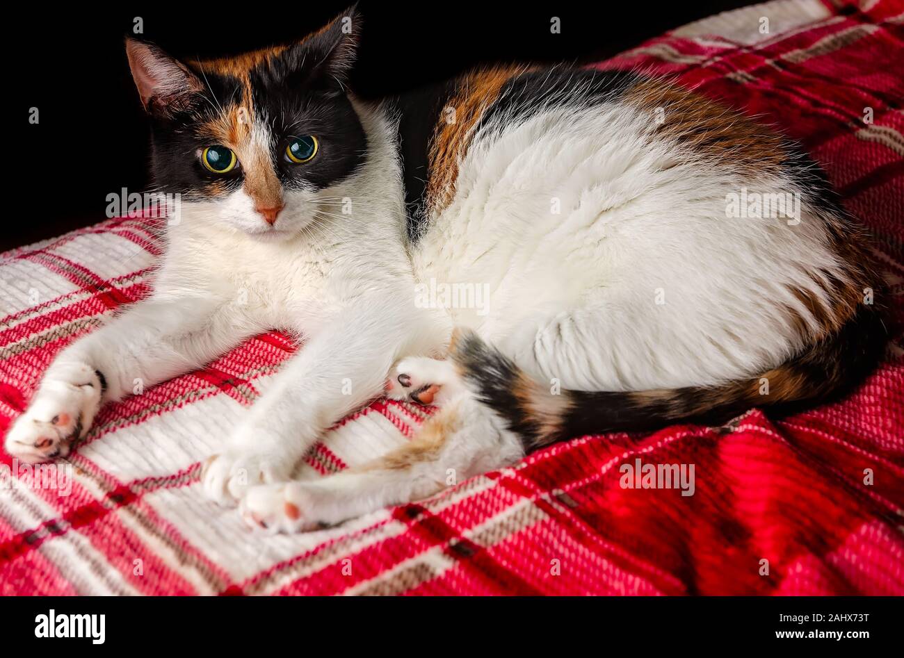 Kürbis, ein vier Jahre altes Calico Cat, legt auf ein Rotes Plaid Decke, Dez. 29, 2019, Coden, Alabama. Stockfoto