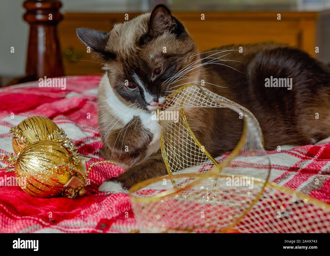 Twinkie ist eine fuenf Jahre alte siamesische Katze, Kaut auf Gold Weihnachten Ribbon, Dez. 29, 2019, Coden, Alabama. Stockfoto