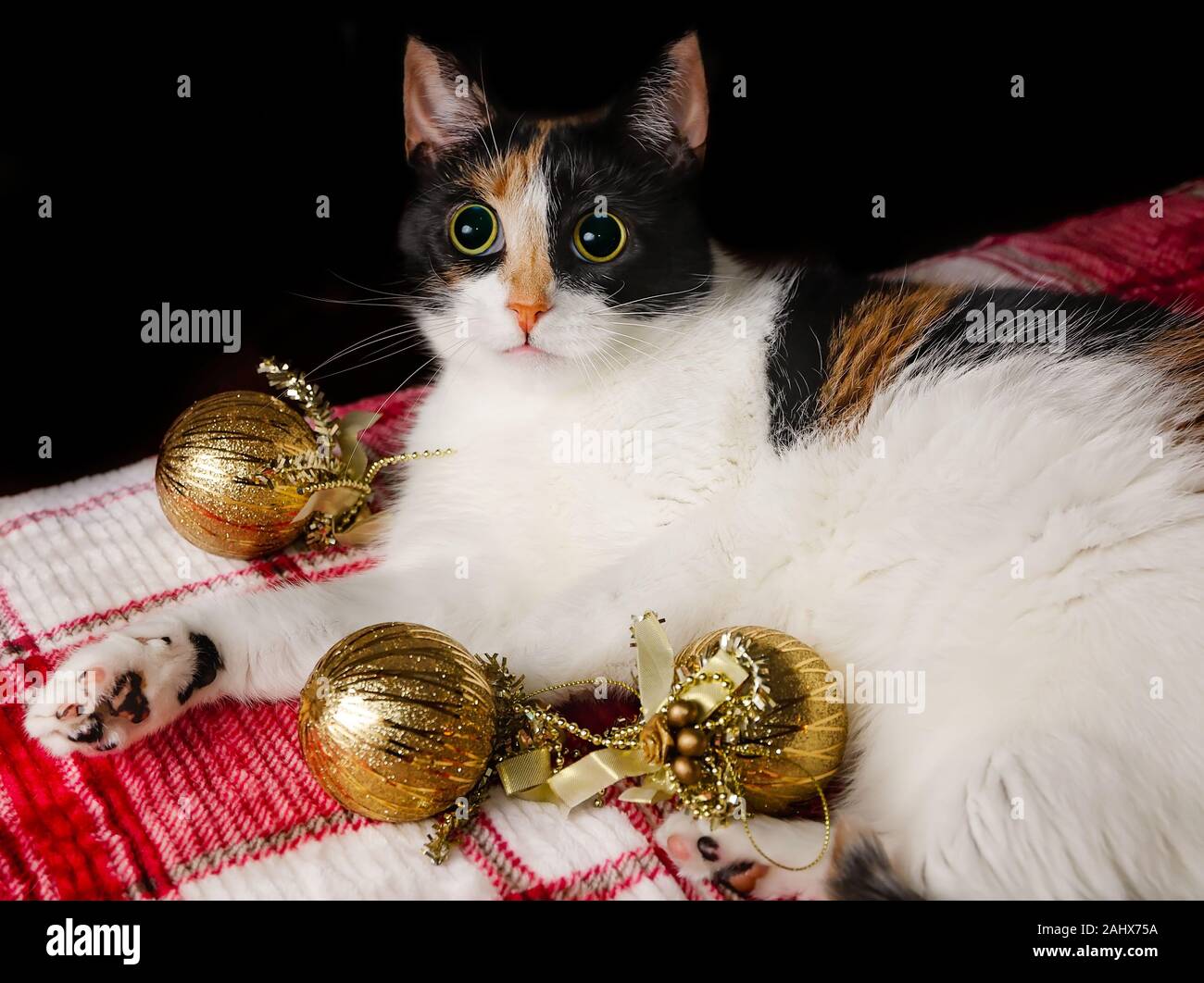 Kürbis, ein vier Jahre altes Calico Cat, legt auf ein Rotes Plaid Decke mit Gold Weihnachtsornamente, Dez. 29, 2019, Coden, Alabama. Stockfoto