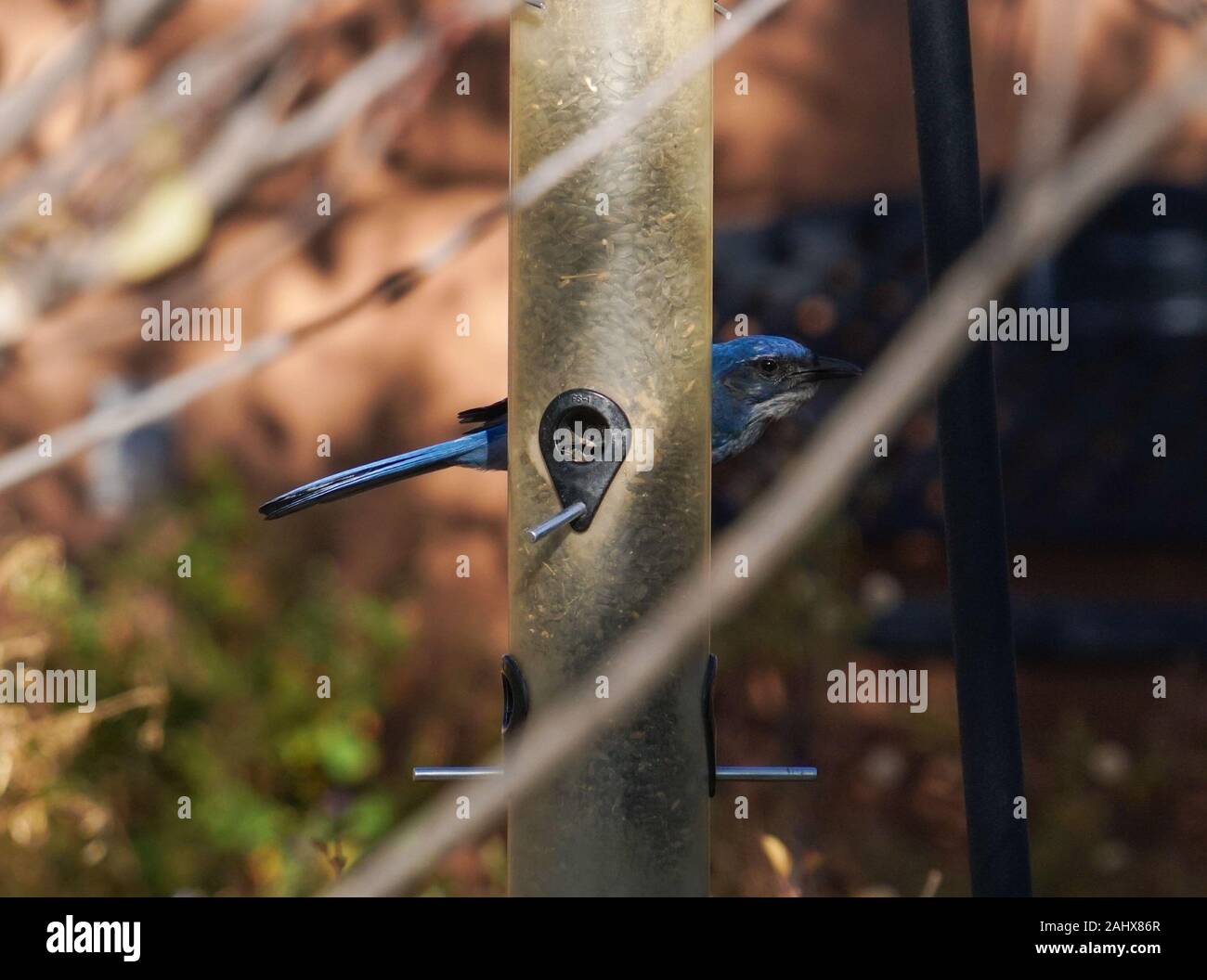 Ein Außenpool Bird Feeder mit Sonnenblumenkernen gefüllt hat eine sehr schöne Woodhouse Scrub Jay wer dahinter versteckt, und wenn man die Kamera angezogen. Stockfoto