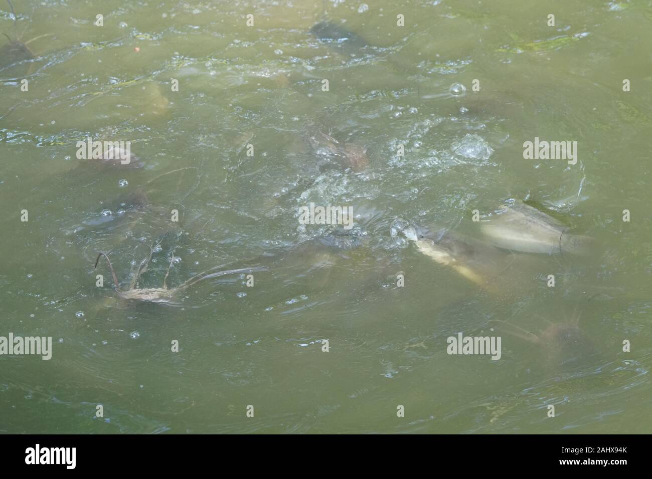 Fische atmung Fotos und Bildmaterial in hoher Auflösung Alamy