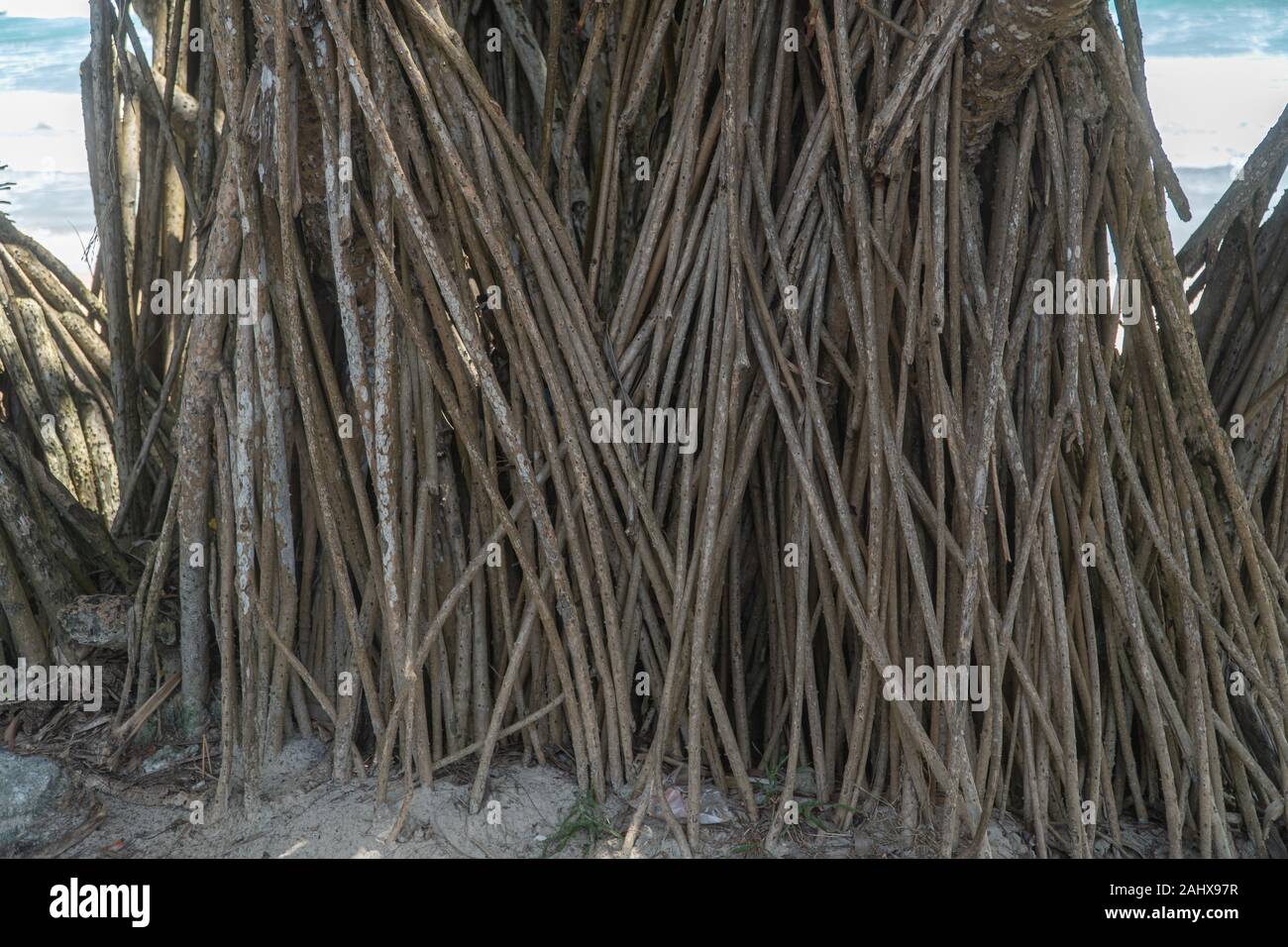 Große Wurzeln von Bäumen auf dem Boden Meer Hintergrund Stockfoto