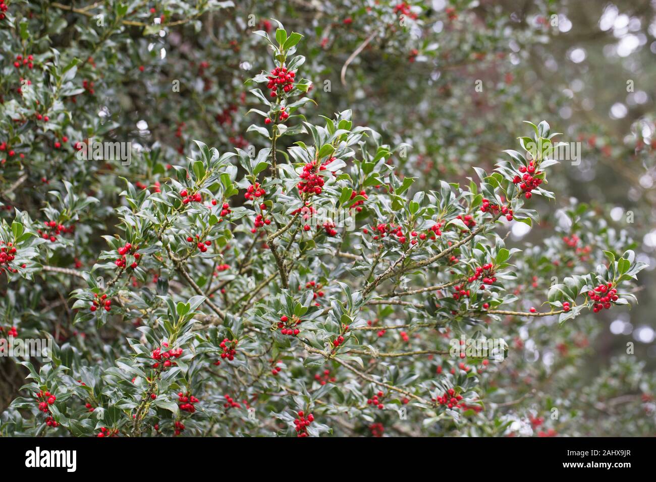 Ilex aquifolium - Stechpalme - Wachsende im Januar in Eugene, Oregon, USA. Stockfoto