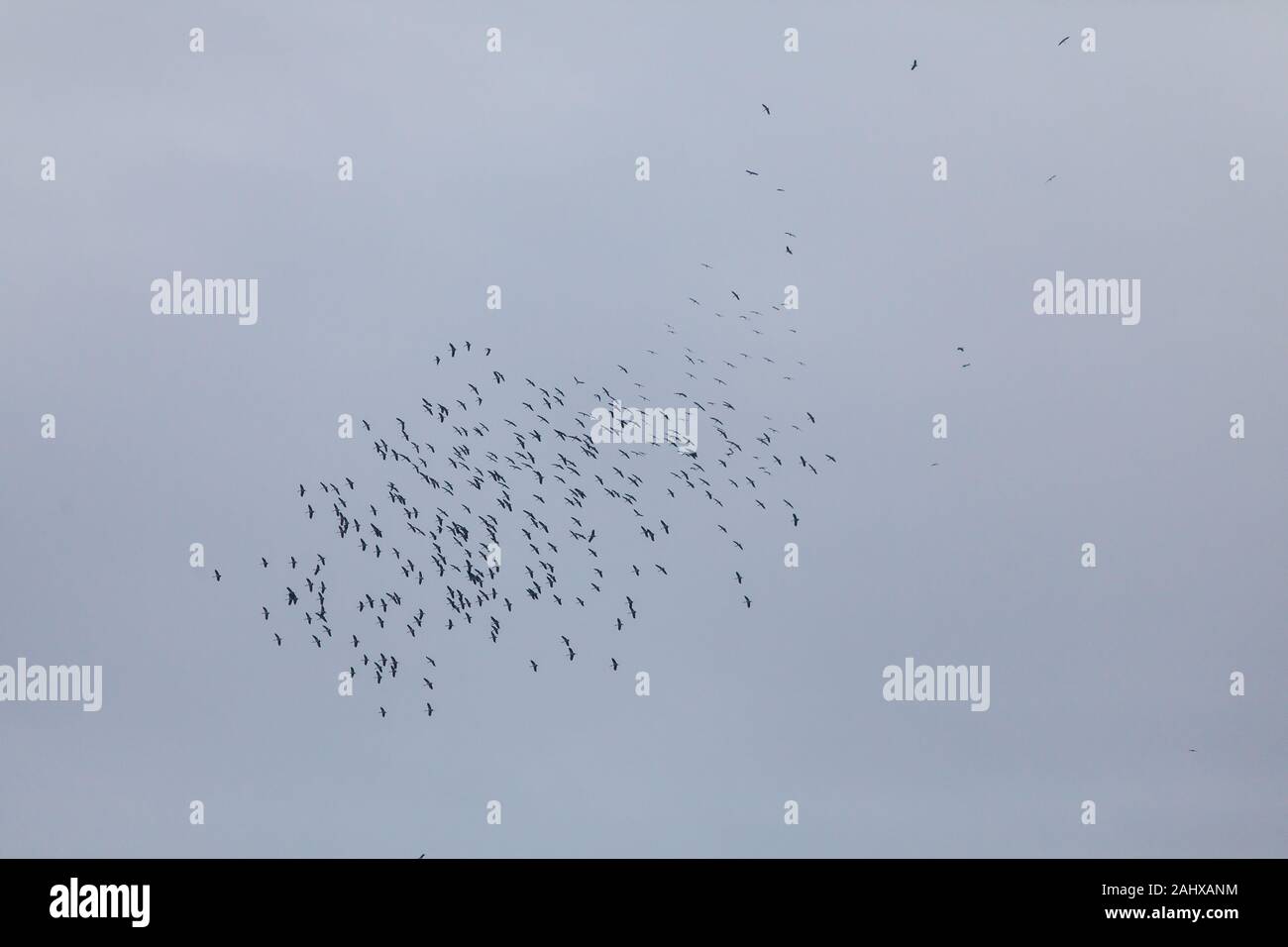 Ein Schwarm von asiatischen Openbills fliegen zusammen auf der Luft während ihrer Wanderung Saison im Dezember, Singapur Stockfoto Ein Schwarm von asiatischen Openbills fliegen zusammen auf der Luft während ihrer Wanderung Saison im Dezember, Singapur Stockfoto
