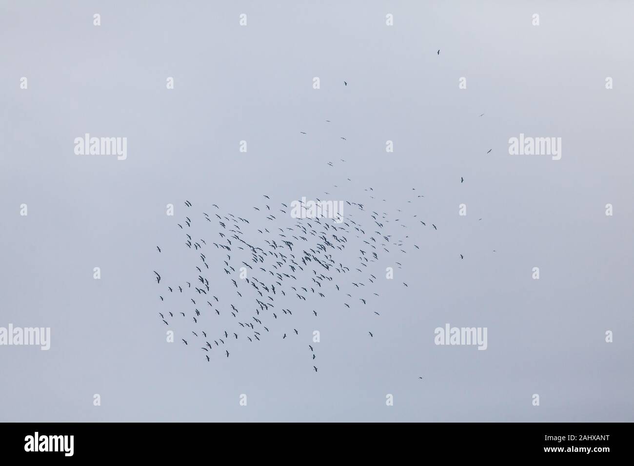 Ein Schwarm von asiatischen Openbills fliegen zusammen auf der Luft während ihrer Wanderung Saison im Dezember, Singapur Stockfoto Ein Schwarm von asiatischen Openbills fliegen zusammen auf der Luft während ihrer Wanderung Saison im Dezember, Singapur Stockfoto