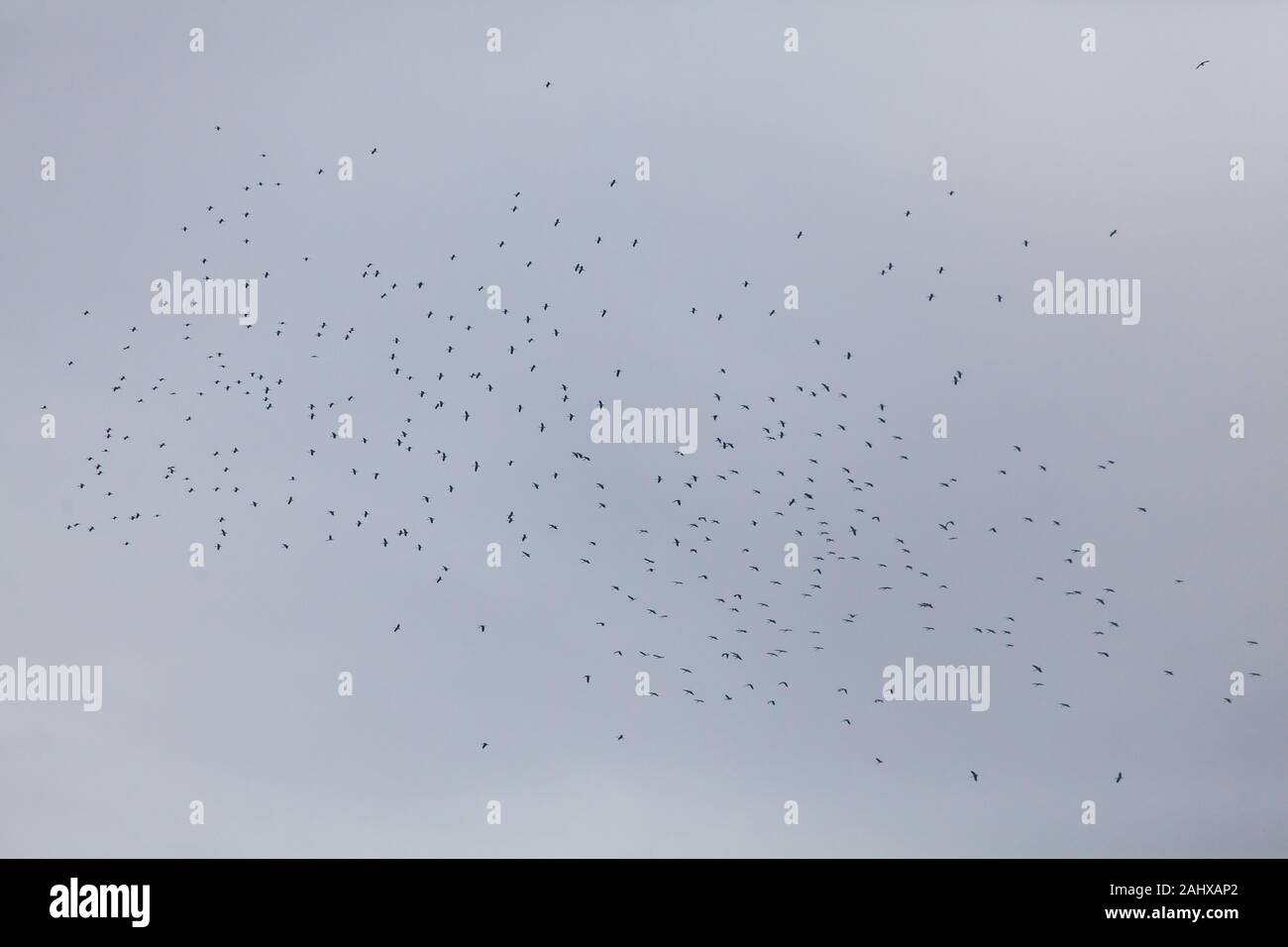 Ein Schwarm von asiatischen Openbills fliegen zusammen auf der Luft während ihrer Wanderung Saison im Dezember, Singapur Stockfoto Ein Schwarm von asiatischen Openbills fliegen zusammen auf der Luft während ihrer Wanderung Saison im Dezember, Singapur Stockfoto