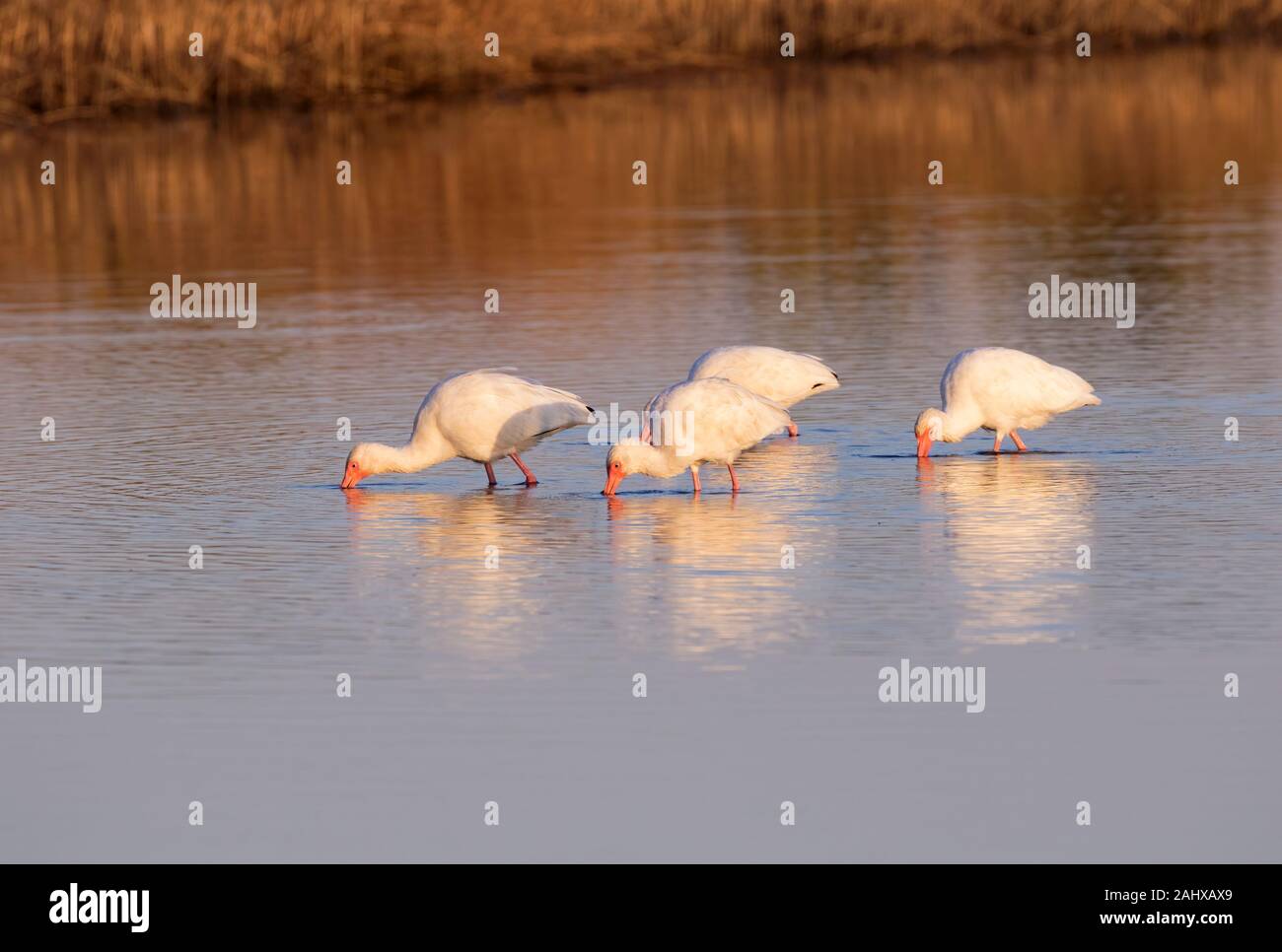 Die Gruppe der Amerikanischen weiße Ibisse (Eudocimus albus) Ernährung in Gezeiten Marsh, Galveston, Texas, USA Stockfoto